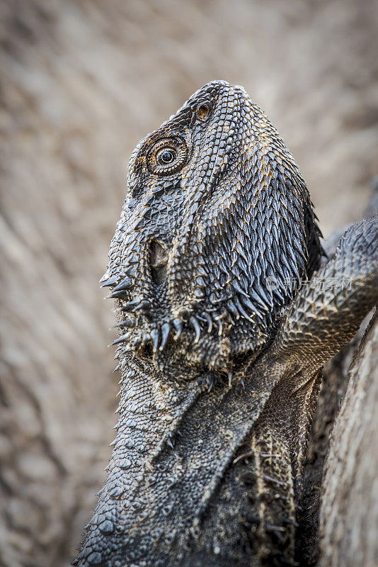 东须龙(Pogona barbata)